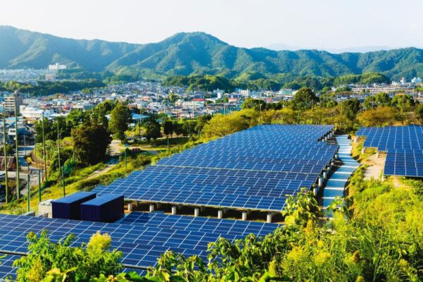 Minnesota instaló paneles solares en dos enormes cultivos. Cinco años después, son un paraíso para las abejas